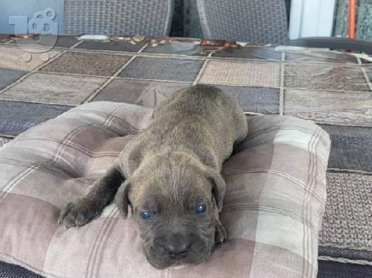Cane Corso, κράτηση κουταβιών